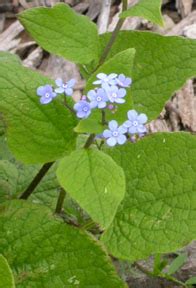 Brunnera macrophylla