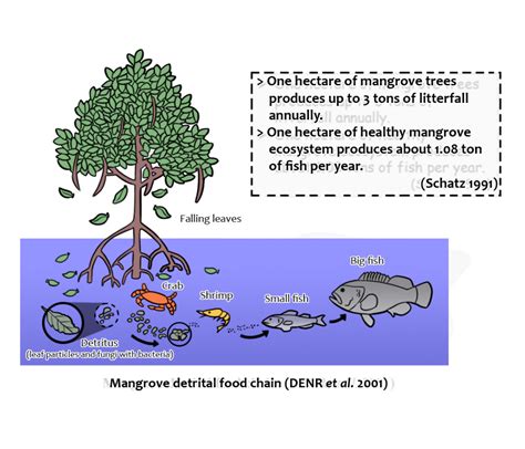 Mangrove Swamp Food Web