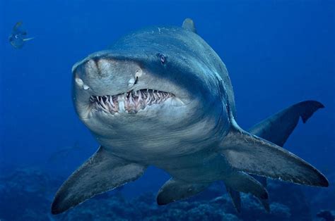 11 Sharks Found iIn The Atlantic Ocean