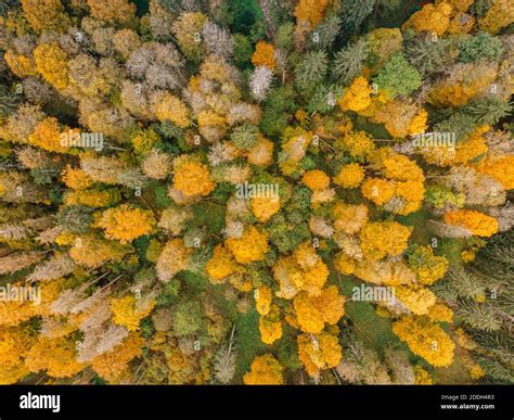 Fall forest landscape view from above.Colorful nature background.Autumn forest aerial drone view ...