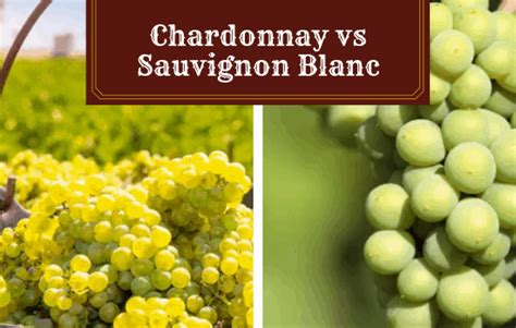 Chardonnay vs. Sauvignon Blanc: With My Personal Recommendations - Vino Del Vida