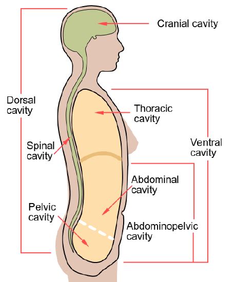 10.5: Human Body Cavities - Biology LibreTexts