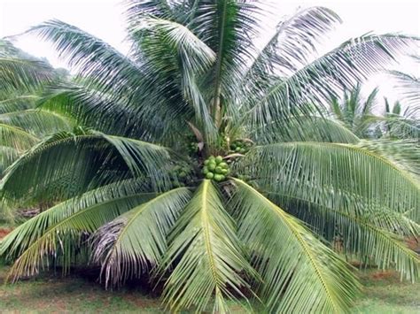 20 Coconut Varieties in India | Types of Coconut Trees • India Gardening