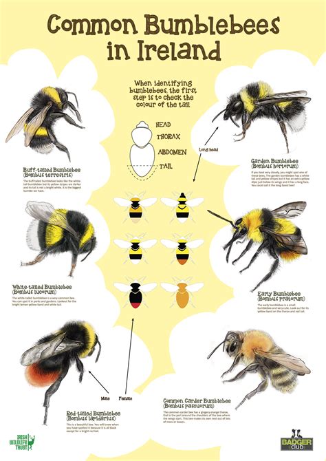 Bumble Bee Identification Chart