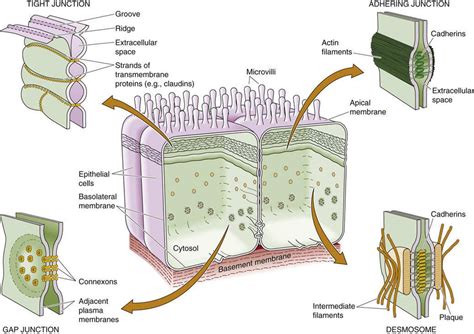 Specialized Cell Types - Functional Organization of the Cell ...