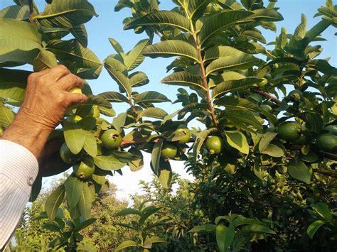 Growing Guava - Planting and Harvesting Caring Guide - Plants Spark Joy