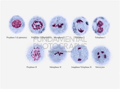 64720907B-6WRc | Fundamental Photographs - The Art of Science