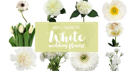 White Wedding Flowers Guide: Types of White Flowers, Names + Pics