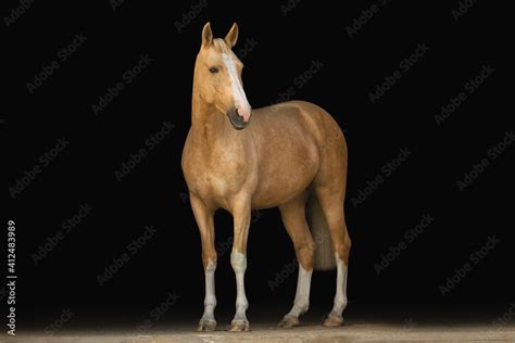 Portrait horse black background Stock Photo | Adobe Stock