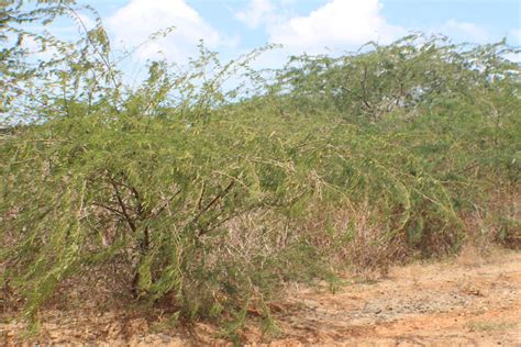 Prosopis juliflora (Sw.) DC. | Plants of the World Online | Kew Science