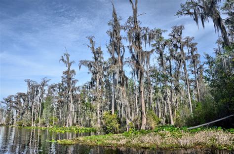 Save the Okefenokee Swamp | Dogwood Alliance