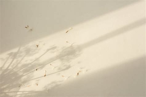 Shadow natural background of dandelion flowers on beige paper. Abstract ...