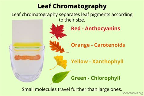 🏷️ Separation of photosynthetic pigments using paper chromatography ...