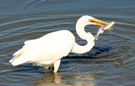 Great Catch Photograph by Cynthia Guinn - Fine Art America