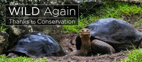 Island Conservation Creative Conservation Saves Galápagos Tortoise ...