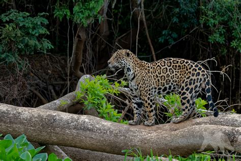 Wild Pantanal - Fascination Wildlife