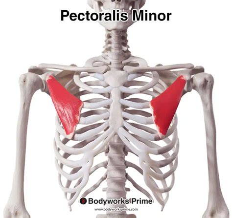 Pectoralis Minor Muscle Anatomy - Bodyworks Prime