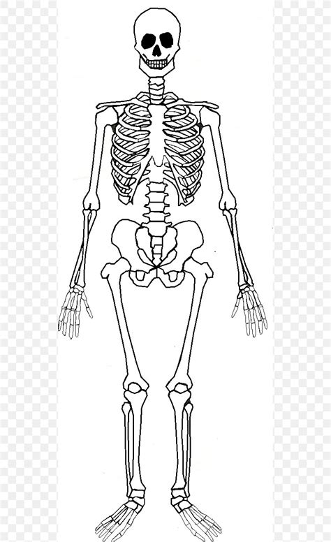 Human Skeleton Human Body Bone Anatomy, PNG, 532x1344px, Watercolor, Cartoon, Flower, Frame ...