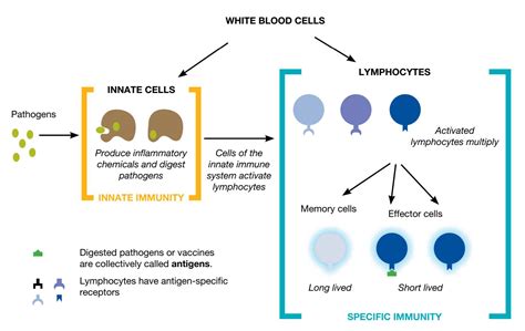 The Immune System Diagram