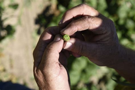 Growing and harvesting green beans | Kansas Living Magazine