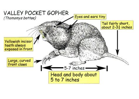 American Rat Control Inc.® | Gopher Control Los Angeles | Gopher ...