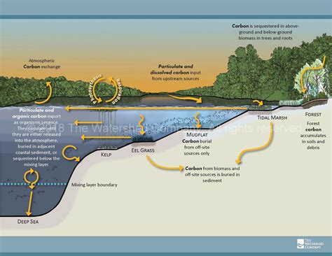 Incorporating Carbon Sequestration Potential Into Restoration Planning — The Watershed Company