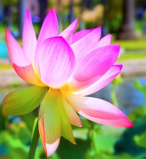 Lotus Flower - Sacred Lotus – Nelumbo nucifera | Lotus Flowe… | Flickr