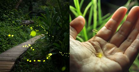 2,000 Firefly Species Are Facing Extinction, According To Scientists