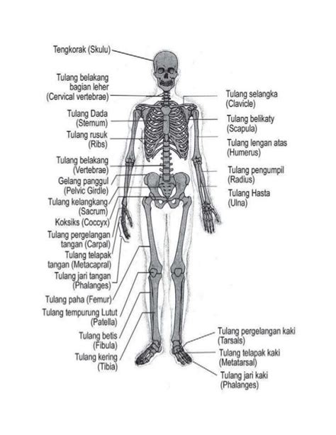 Kerangka manusia