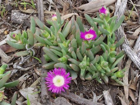 Sesuvium portulacastrum -> Zygophyllum glaucum | Backyard garden landscape, Easy garden ...