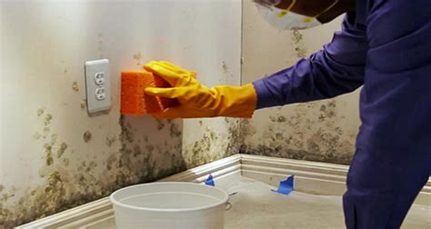 How To Remove Damp Mold From Walls | Psoriasisguru.com