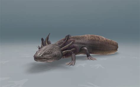 Axolotl - 3D scene - US Mozaik Digital Education and Learning