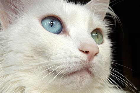 Blue-Green Eyed Cat | Animals Library