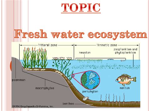 SOLUTION: Fresh water Ecosystem - Studypool