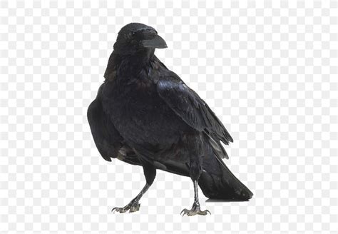 American Crow Bird Anatomy Raven, PNG, 512x568px, American Crow ...