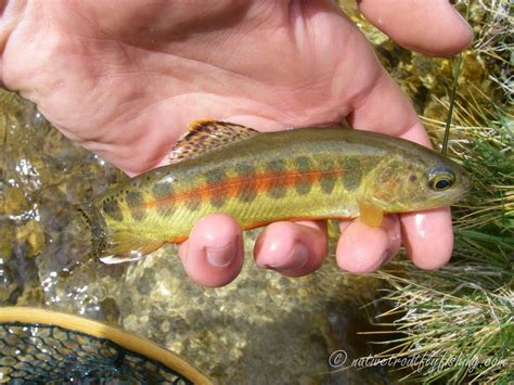 Native Trout Fly Fishing: California Golden Trout