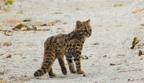 6 Species of Wild Cats Found in India - lifeberrys.com