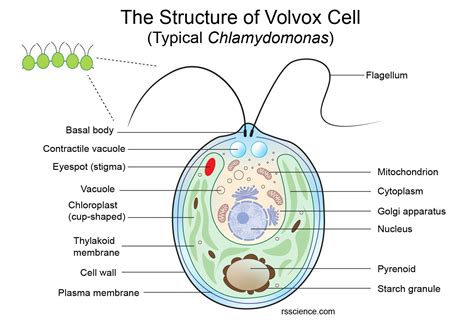 Volvox Labelled Diagram