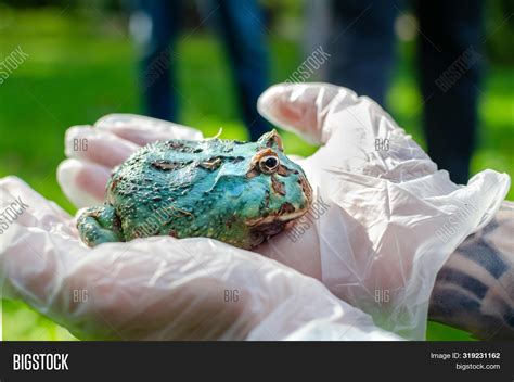 Ceratophrys Ornata ( Image & Photo (Free Trial) | Bigstock