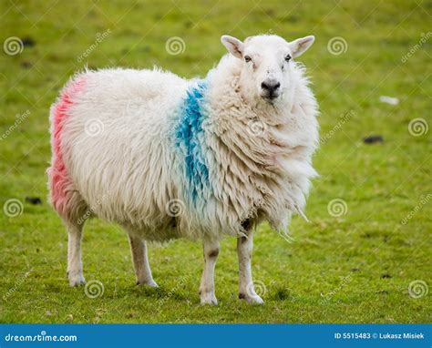 Irish Sheep Stock Photos - Image: 5515483