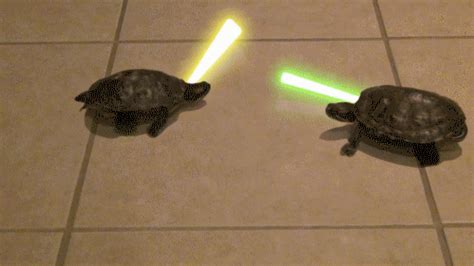 Star Wars Turtle GIF - Find & Share on GIPHY