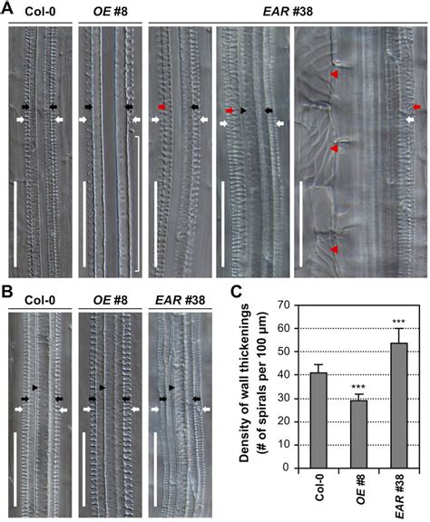 WRKY15 is involved in root vascular xylem differentiation and secondary... | Download Scientific ...