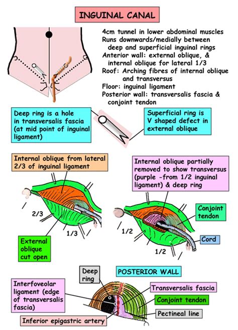 Instant Anatomy - Abdomen - Areas/Organs - Inguinal region - Inguinal canal Gross Anatomy, Body ...