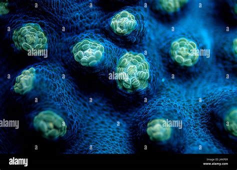 Fluorescent stone coral, Madreporaria, close up Stock Photo - Alamy