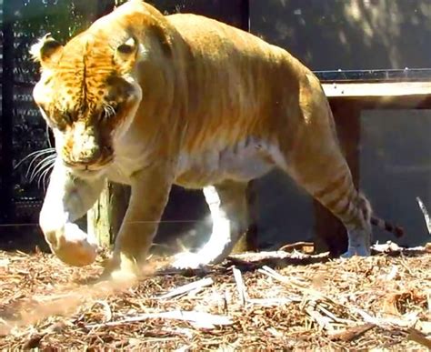 Liger Hercules Siblings and Brothers | Hercules, Liger, Brother