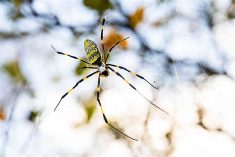 Joro spiders are invading the US