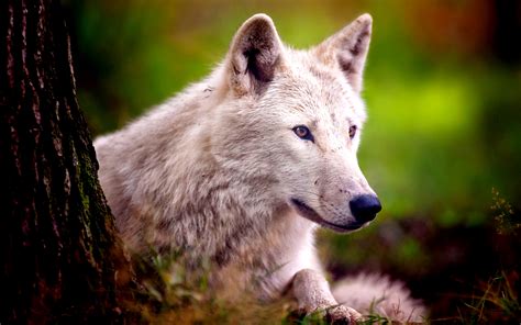 🔥 [70+] Arctic Wolf Wallpapers | WallpaperSafari