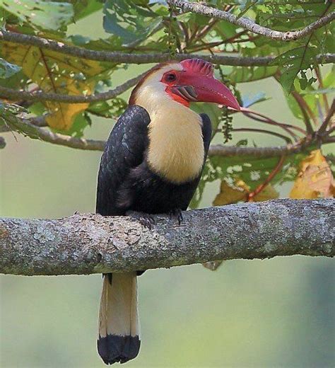 Writhed Hornbill (Aceros leucocephalus) Philippines | Beautiful birds, Bird, Colorful birds