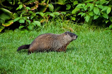 The Best Ways to Rid Your Yard of Groundhogs | Get rid of groundhogs ...