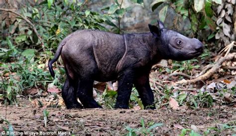 Adorable photos of first baby Sumatran rhino born in captivity taking ...